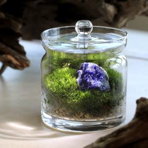 チャーム（charm） （観葉植物）苔テラリウム マコデスペトラ ガラス