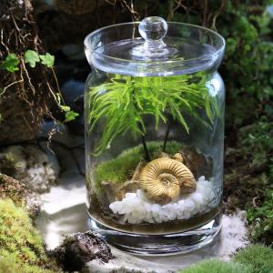観葉植物）苔テラリウム 地球の歴史を感じよう 鉱石・化石レイアウト3