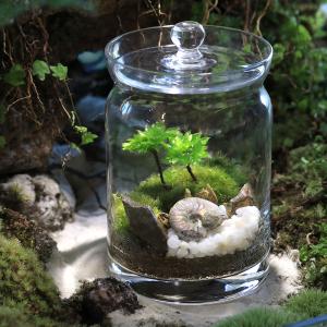 苔テラリウム チャーム（charm） （観葉植物）苔テラリウム コウヤノマンネングサ