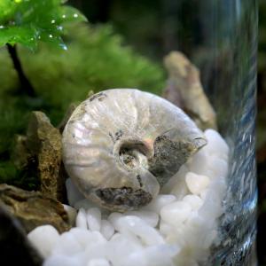 (観葉植物)苔テラリウム 化石レイアウト 虹色...の詳細画像1