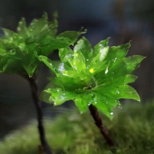 (観葉植物)苔テラリウム 化石レイアウト 虹色...の詳細画像2