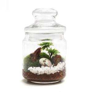 (観葉植物)苔テラリウム 化石レイアウト 虹色...の詳細画像3