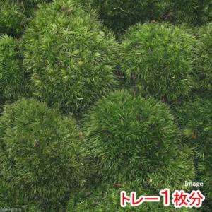 チャーム（charm） （観葉植物）テラリウム 苔 半トレー ヤマゴケ