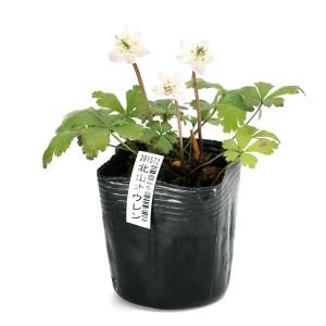 (入荷未定)(山野草)北山オウレン(北山黄蓮)...の詳細画像1