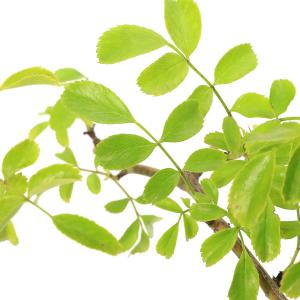 おしゃれ 観葉植物：斑入り ハスノハギリ ラブリーハート*鉢植え 受皿