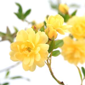 （観葉植物）モッコウバラ（木香薔薇）黄花八重咲モッコウバラ　３．５〜４号（１ポット）｜chanet