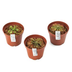 チャーム（charm） （観葉植物）一点物 ホヘンベルギア エドムンドイ