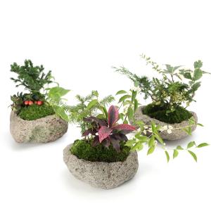 チャーム（ペット） （盆栽）苔盆栽 縁起樹とヒノキゴケ寄せ植え