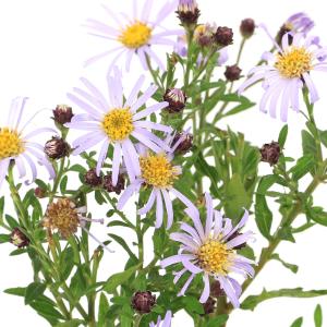 （山野草）キク（菊）　アオバナヒメノコンギク（青花姫野紺菊）　３号（１ポット）