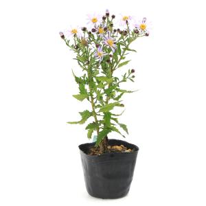 (山野草)キク(菊) アオバナヒメノコンギク(...の詳細画像1