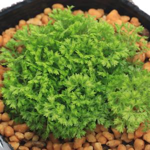 (山野草)シダ(羊歯)ヒカリゴケ(クッションモ...の詳細画像1