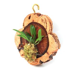 （観葉植物）洋ラン　カデチア　フニフォルミス　コルク付き（１個）