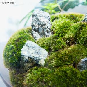 (観葉植物)LED植物育成用ライト付き 苔テラ...の詳細画像1