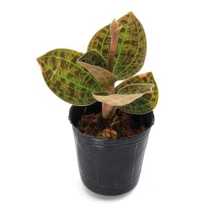 (観葉植物)マコデス ぺトラ Black Ty...の詳細画像1