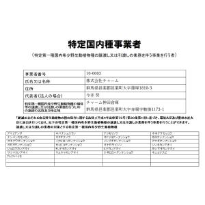 (観葉植物)マコデス ぺトラ Black Ty...の詳細画像3