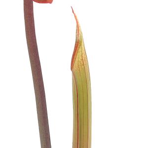 (食虫植物)八重咲きサラセニア 3.5号(1ポット)の詳細画像1