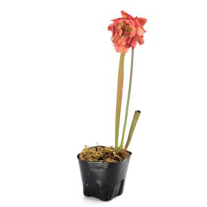 (食虫植物)八重咲きサラセニア 3.5号(1ポット)の詳細画像2