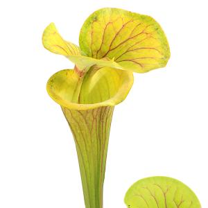 (食虫植物)サラセニア フラバ CK hybr...の詳細画像1