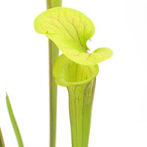 (食虫植物)サラセニア フラバ CK hybr...の詳細画像2