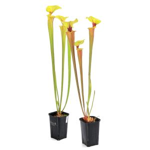 (食虫植物)サラセニア フラバ CK hybr...の詳細画像3