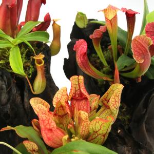 (山野草)苔テラリウム 食虫植物寄せ植えスタンプ...の商品画像