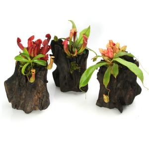(山野草)苔テラリウム 食虫植物寄せ植えスタン...の詳細画像2