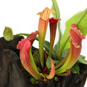 (山野草)苔テラリウム 食虫植物寄せ植えスタン...の詳細画像3
