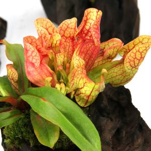 (山野草)苔テラリウム 食虫植物寄せ植えスタン...の詳細画像4