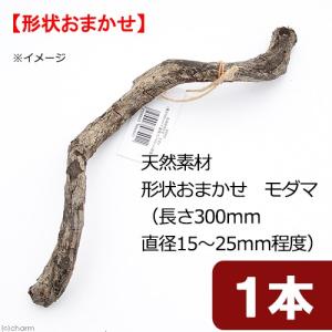 天然素材　形状お任せ　モダマ　Ｓ３０　（長さ３００ｍｍ　直径１５〜２５ｍｍ程度）　スパイラルパーチ