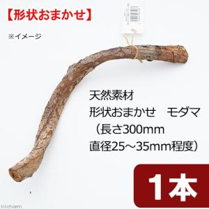 天然素材 形状おまかせ モダマ