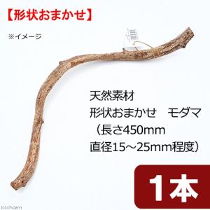 天然素材　形状お任せ　モダマ　Ｓ４５　（長さ４５０ｍｍ　直径１５〜２５ｍｍ程度）　スパイラルパーチ