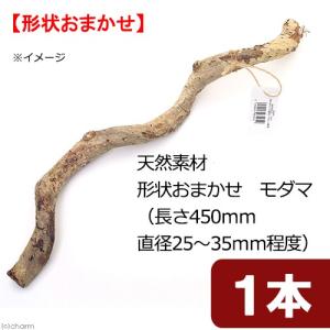 天然素材　形状おまかせ　モダマ　（長さ４５０ｍｍ　直径２５〜３５ｍｍ程度）