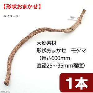 天然素材　形状お任せ　モダマ　（長さ６００ｍｍ　直径２５〜３５ｍｍ程度）