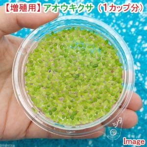 （浮草）増殖用　アオウキクサ（無農薬）１カップ分｜チャーム charm ヤフー店