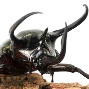 昆虫）ギアスゾウカブトムシ (亜種ポリオン)ブラジル バイア産 幼虫