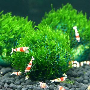 No,004 国産 南米ウィローモス 活着流木 1個 : G3 AQUA LAB ヤフー