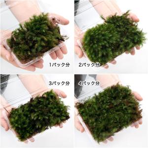(観葉植物)テラリウム 苔 ヒノキゴケ 2パック分の詳細画像1