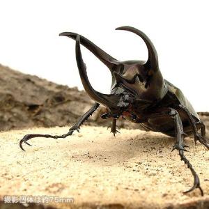 昆虫）（オス単品）レックスゾウカブトムシ ペルー イキトス産 成虫