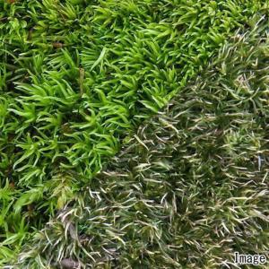 （観葉植物）苔　ヤマゴケ（ホソバオキナゴケ・アラハシラガゴケ）　２パック分