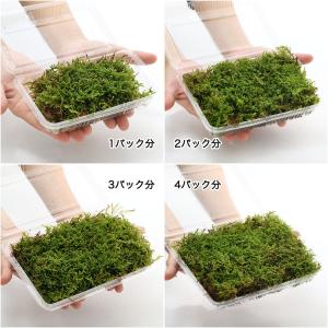 (観葉植物)テラリウム 苔 ハイゴケ 2パック分の詳細画像1