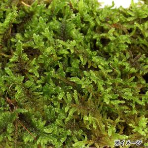 (観葉植物)テラリウム 苔 ハイゴケ 2パック分の詳細画像2