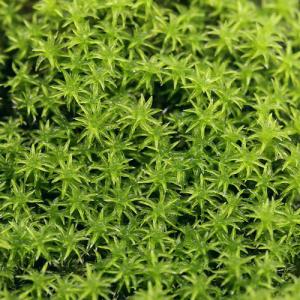 （観葉植物）苔　スナゴケ　２パック分