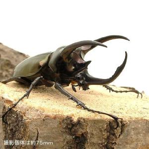 (昆虫)アトラスオオカブトムシ(亜種keybo...の詳細画像1