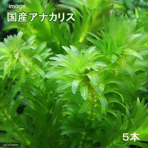 （水草）メダカ・金魚藻　国産　無農薬アナカリス（５本）