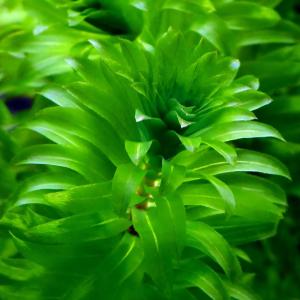 (水草)メダカ・金魚藻 国産 無農薬アナカリス...の詳細画像1