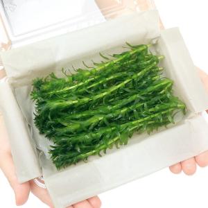 (水草)メダカ・金魚藻 国産 無農薬アナカリス...の詳細画像2
