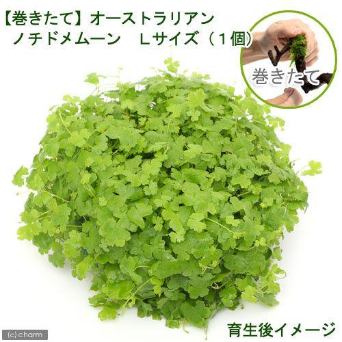 （水草）巻きたて　オーストラリアン　ノチドメムーン　Ｌサイズ（水上葉）（無農薬）（１個）
