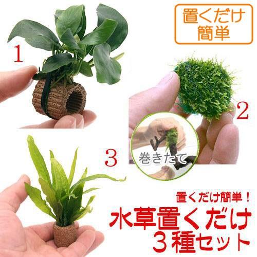 （水草）置くだけ簡単　活着系水草　３種セット　（１個）