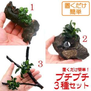 チャーム（charm） （水草）置くだけ簡単 レイアウト流木 アヌビアス