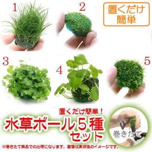 （水草）置くだけ簡単　水草ボール（水中葉）（無農薬）５種セット